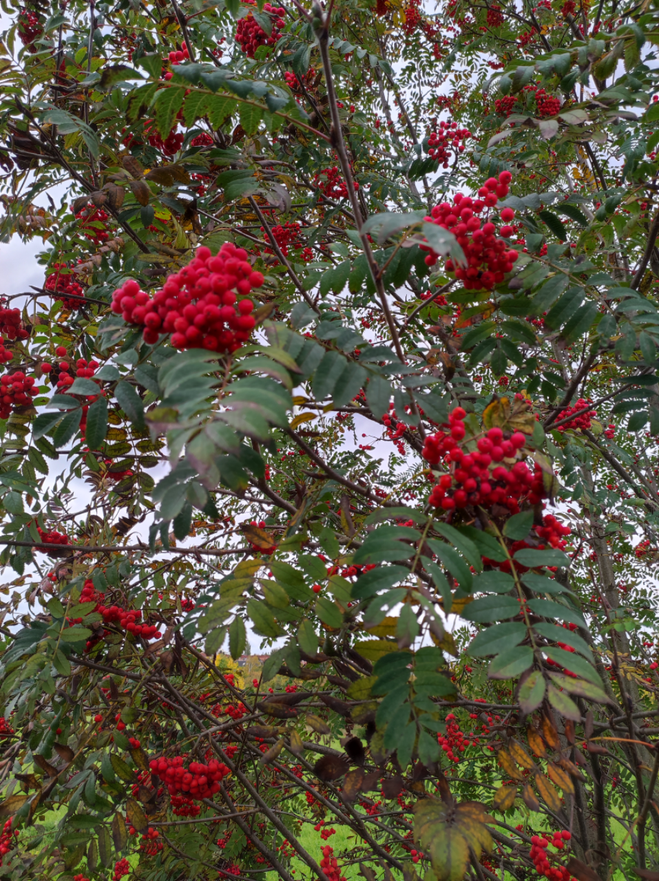 Mehr über den Artikel erfahren Vogelbeeren – giftig oder essbar?